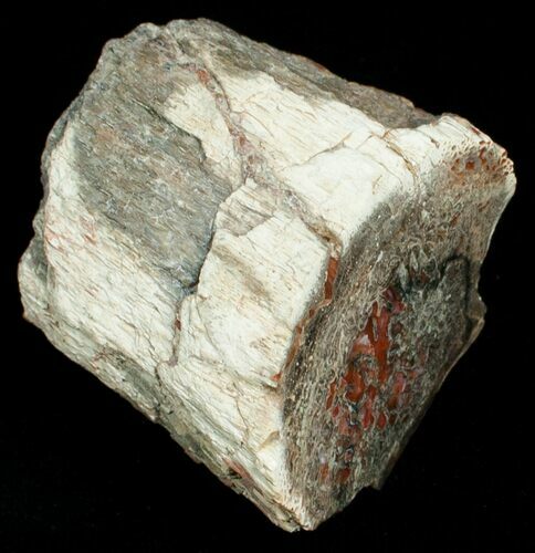 Agatized Dinosaur Bone Chunk (Polished) #6435